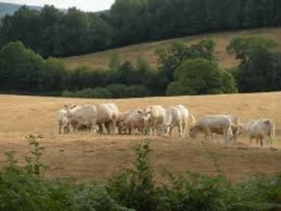 La Ferme Des Pierrettes Βίλα Menneville Εξωτερικό φωτογραφία